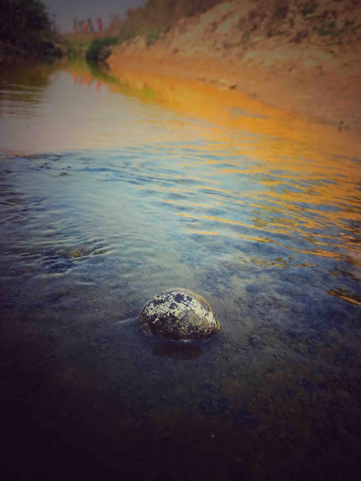 snail
