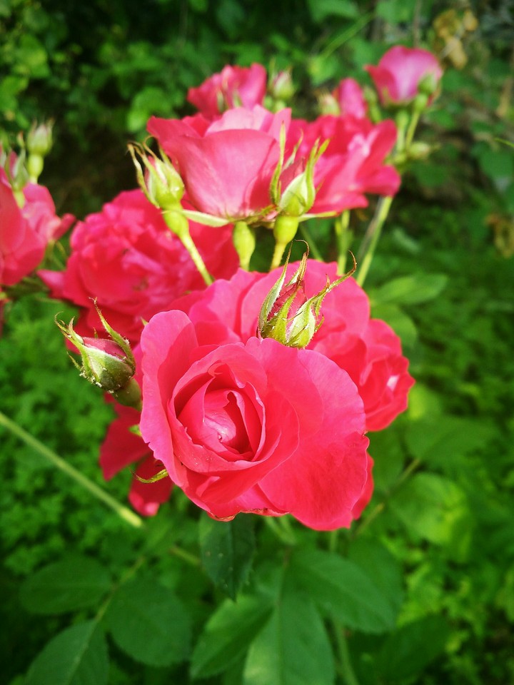 Roses