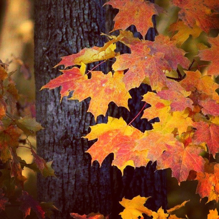 Autumn Beauty