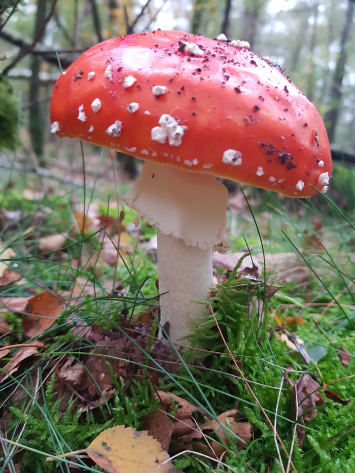 autumn