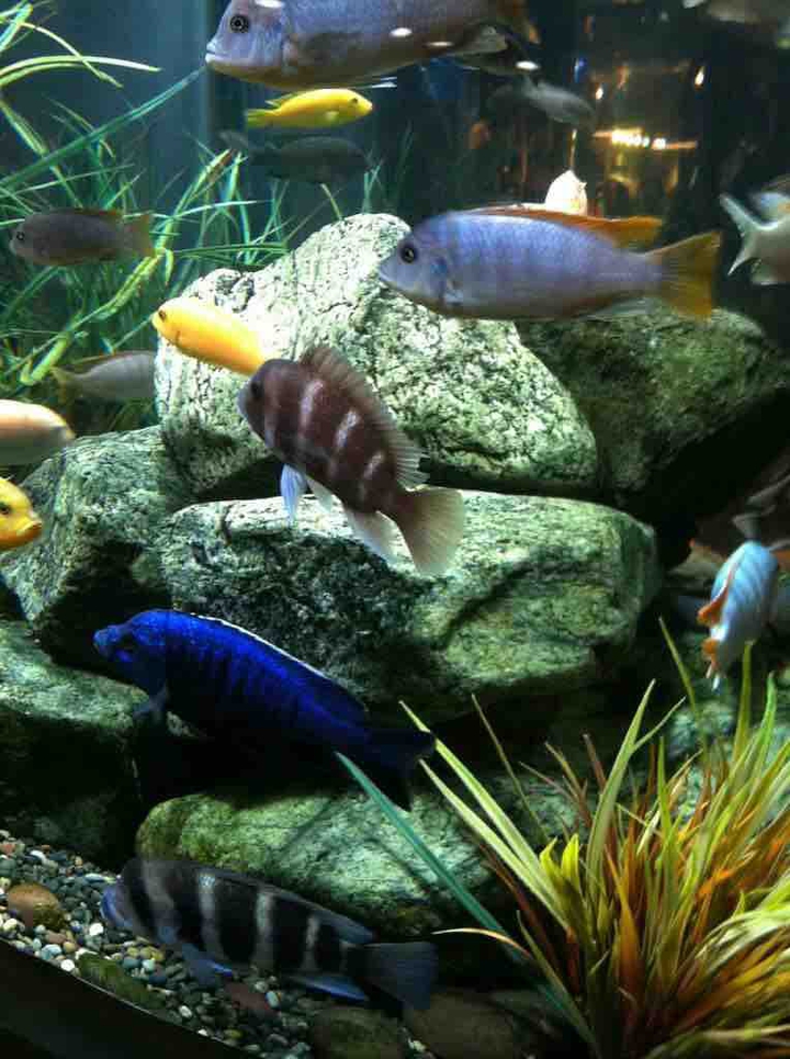 Aquarium