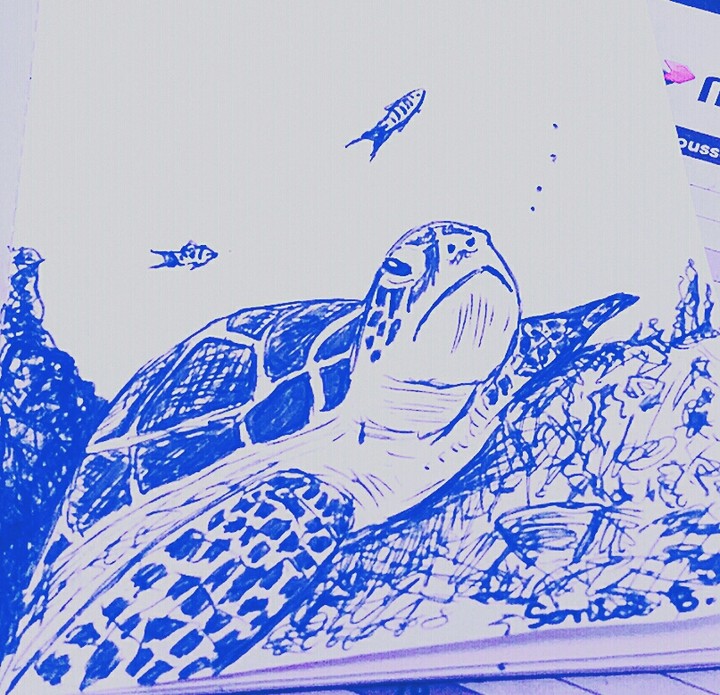 tortue