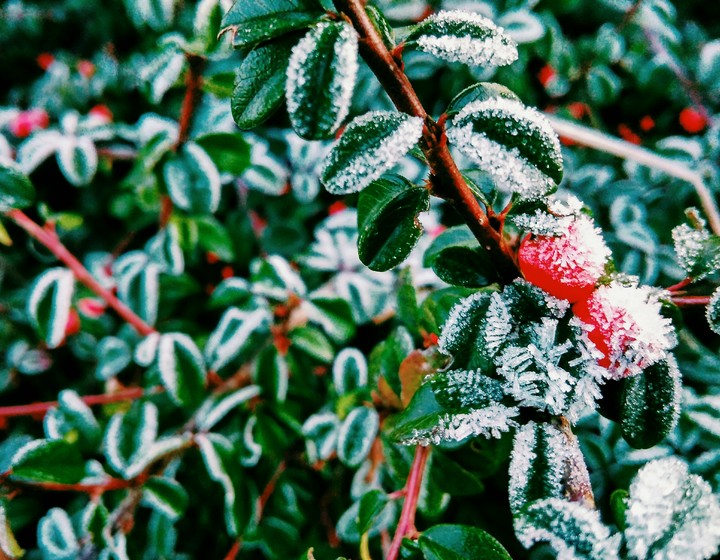 frost