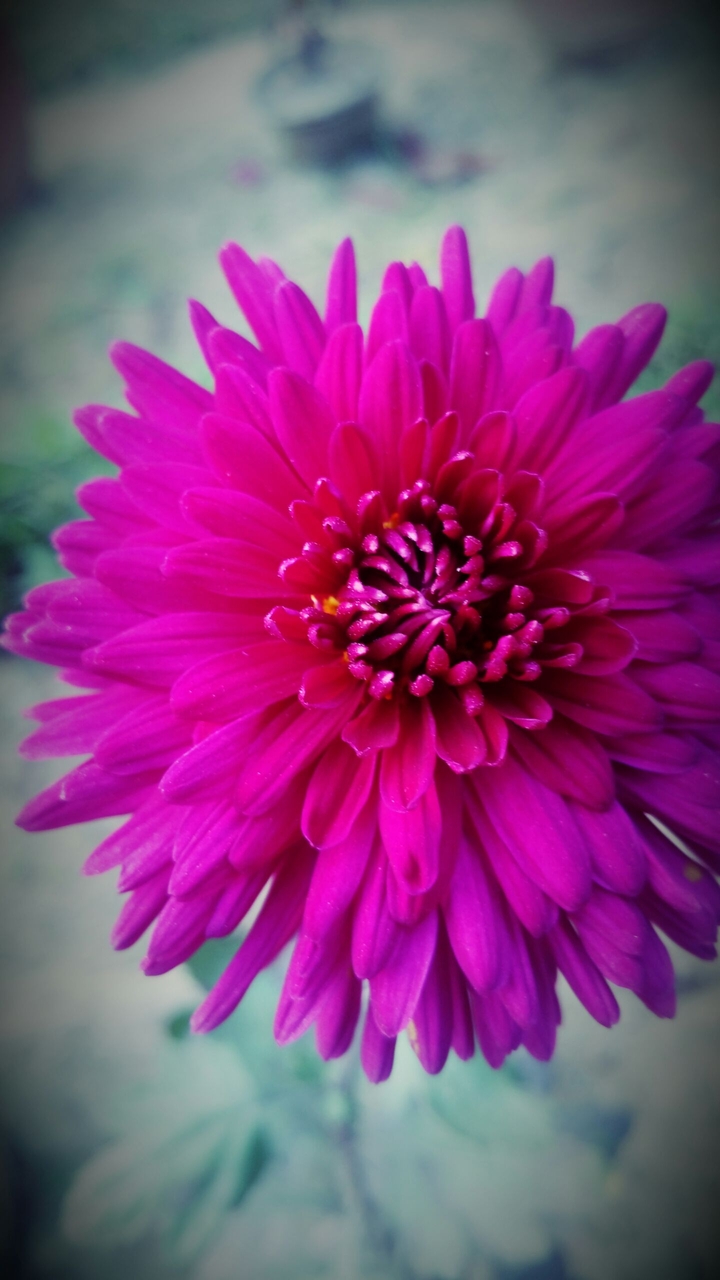 vintage flower