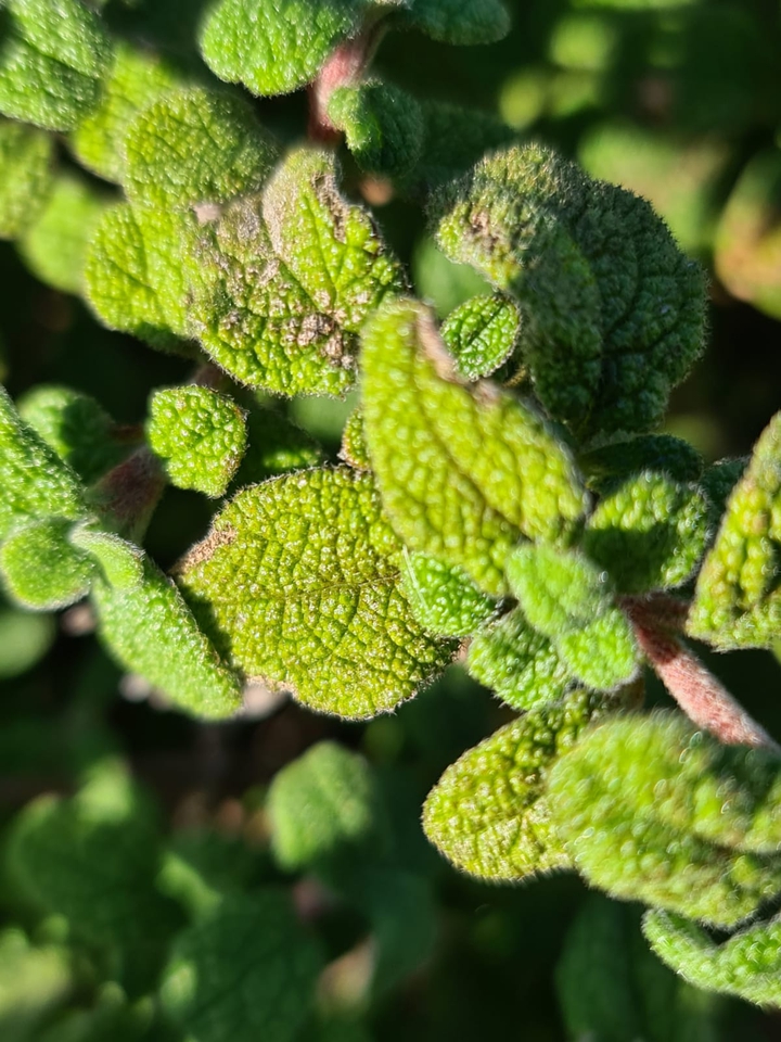 berry leaves