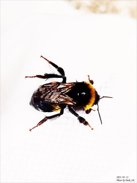 רקעים pest, fly