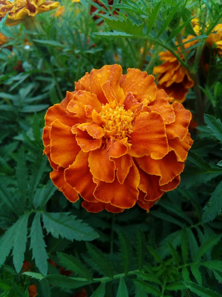 orange flower
