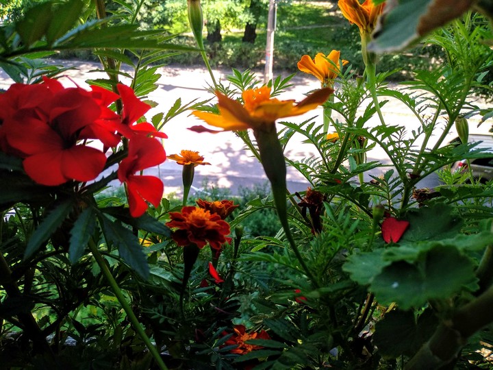flowers with sun ☀????