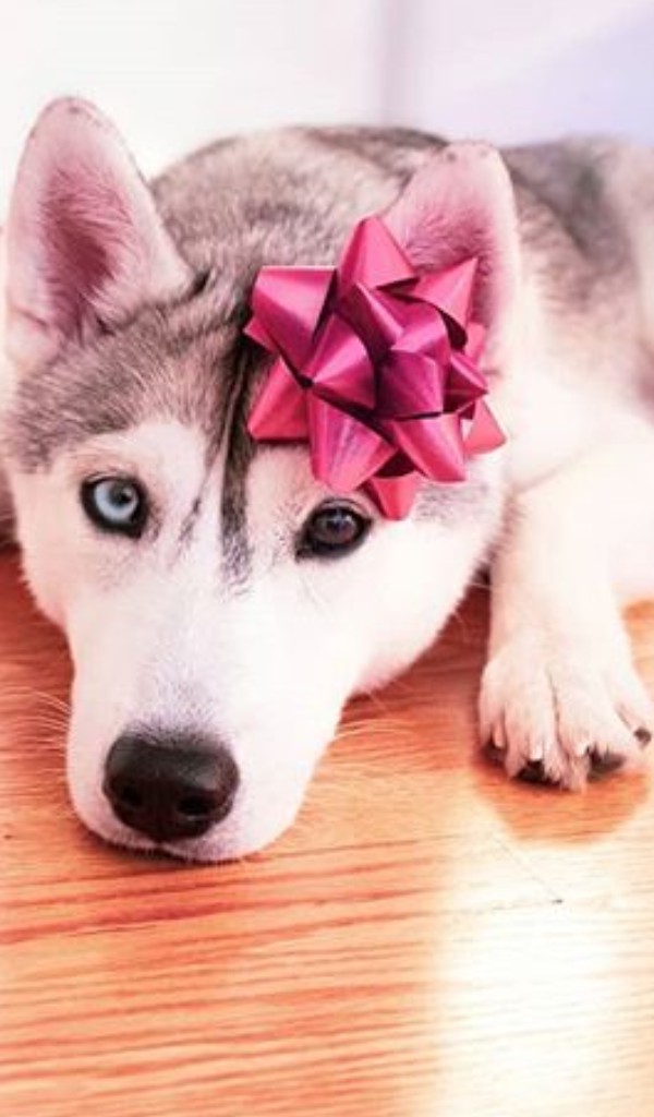 lol