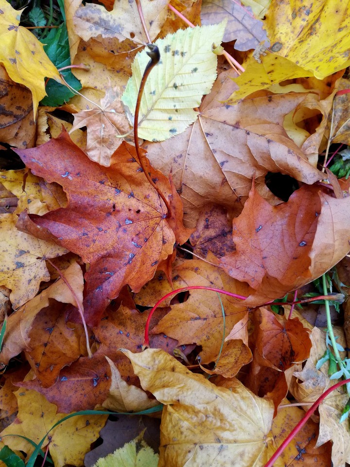 for those who love the autumncolors