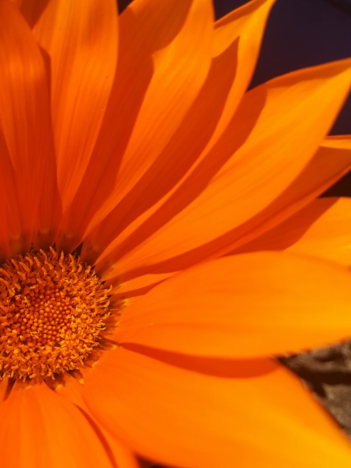 Orange flower from my garden 