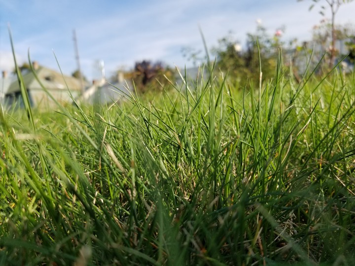 green grass