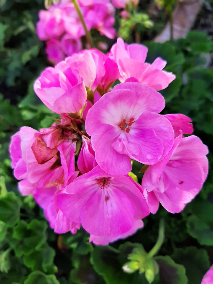 Pink beauty