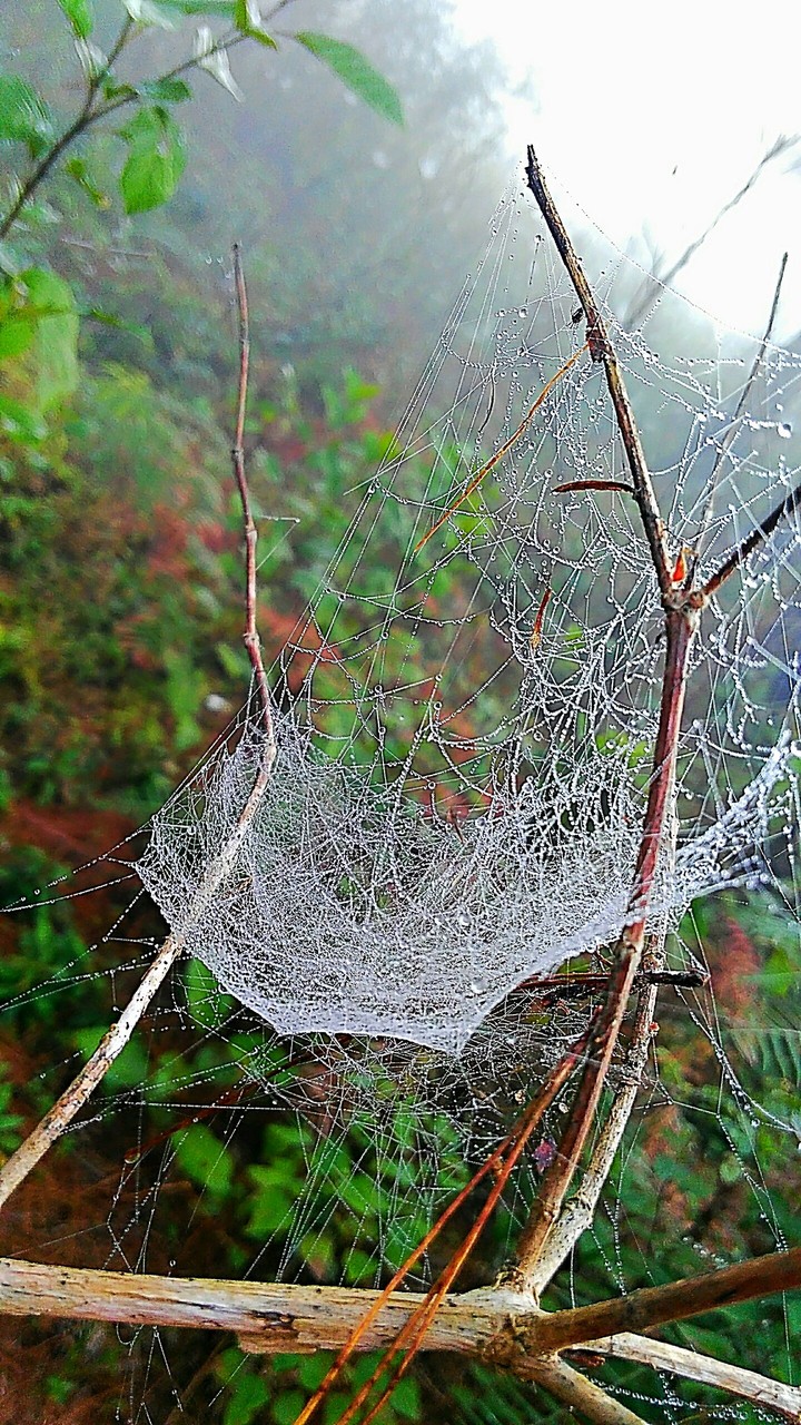 Spider webs
