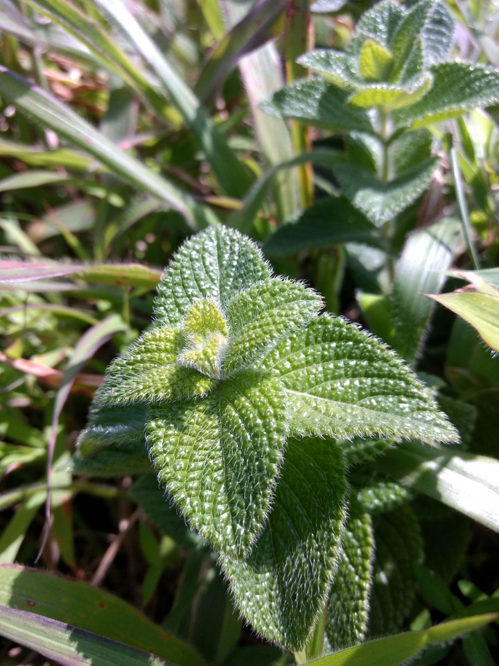 plants