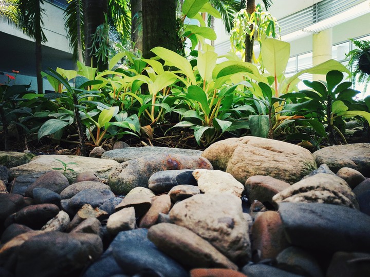 Jardín