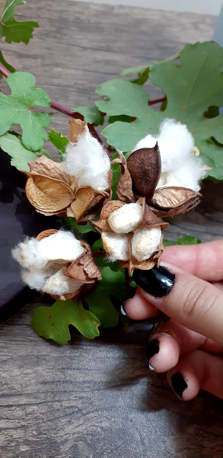 Cotton