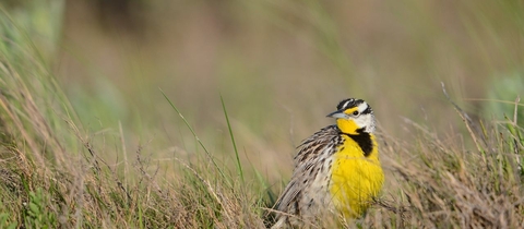 cute bird