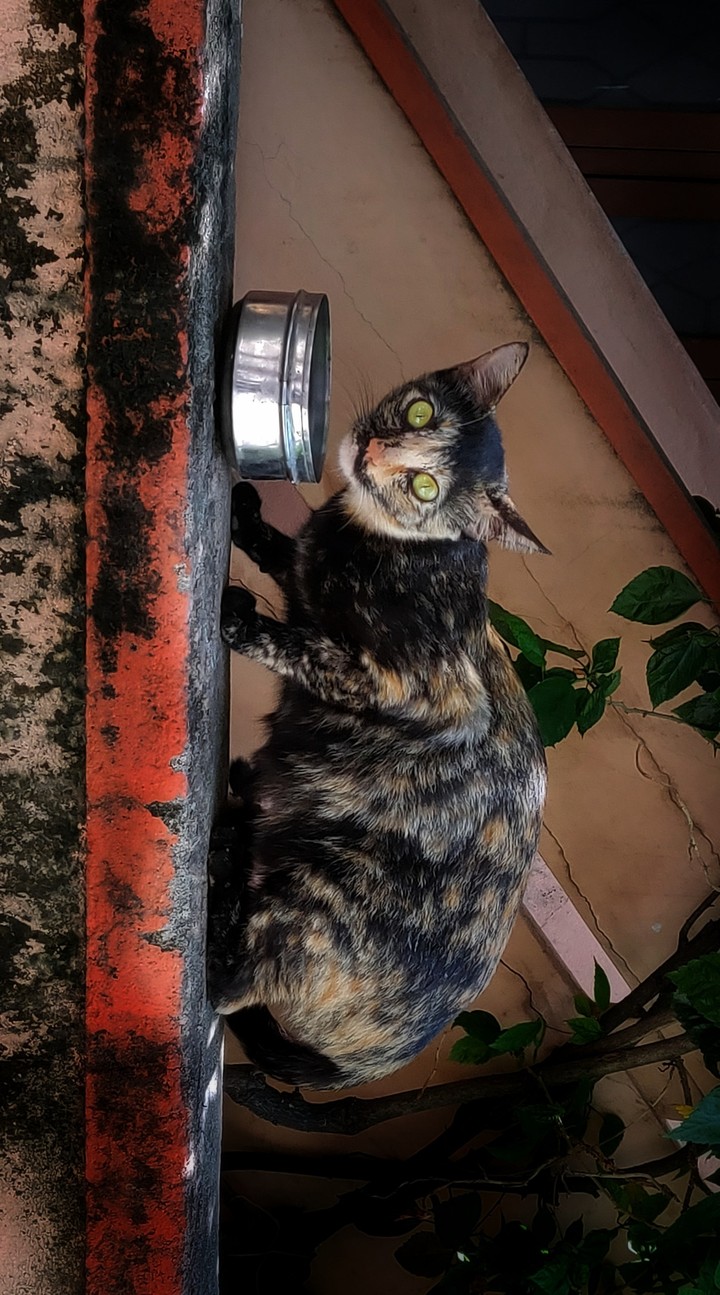 wild cat