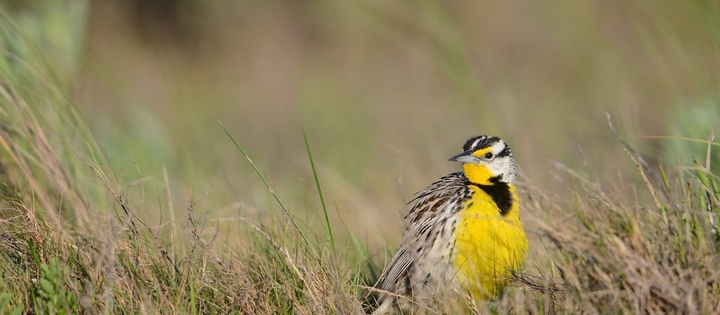 cute bird