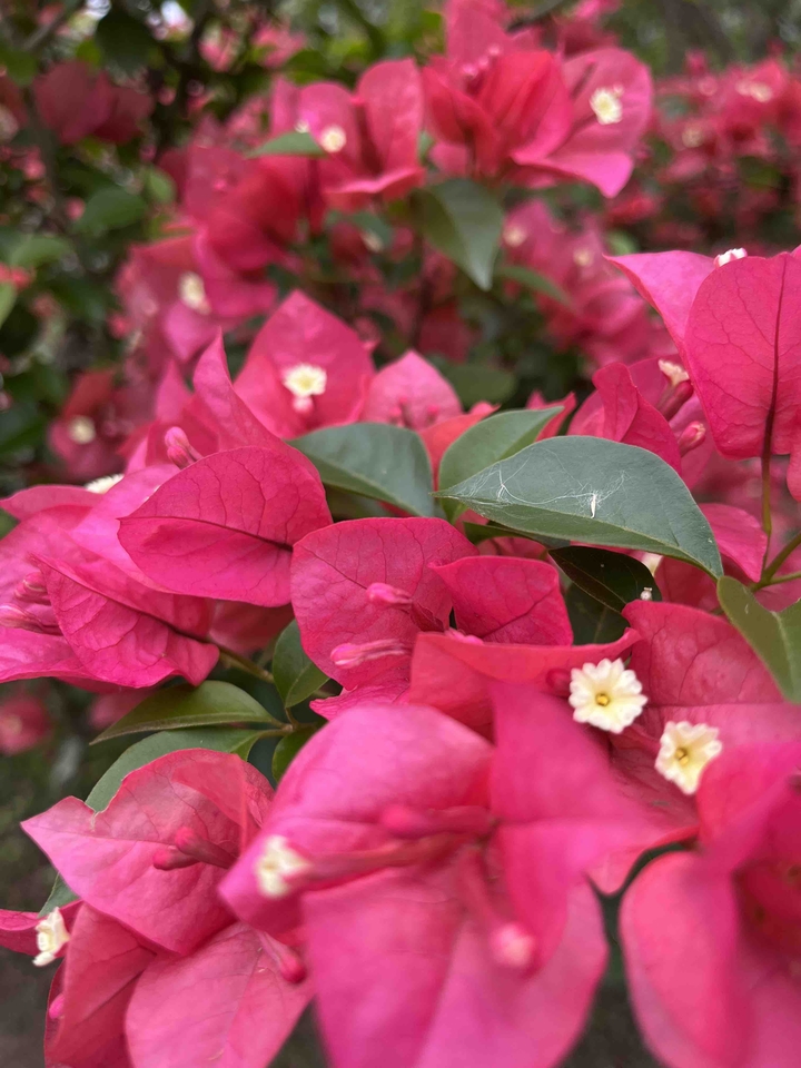 flores rosa