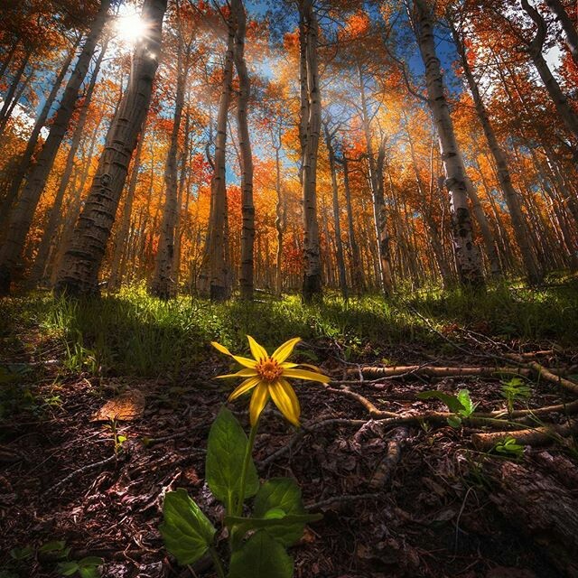 NATURE