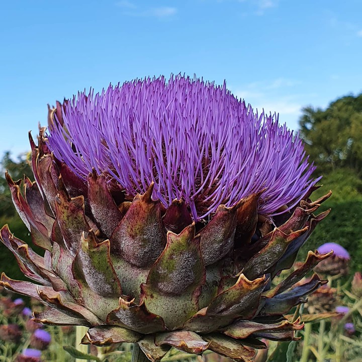 Artichoke