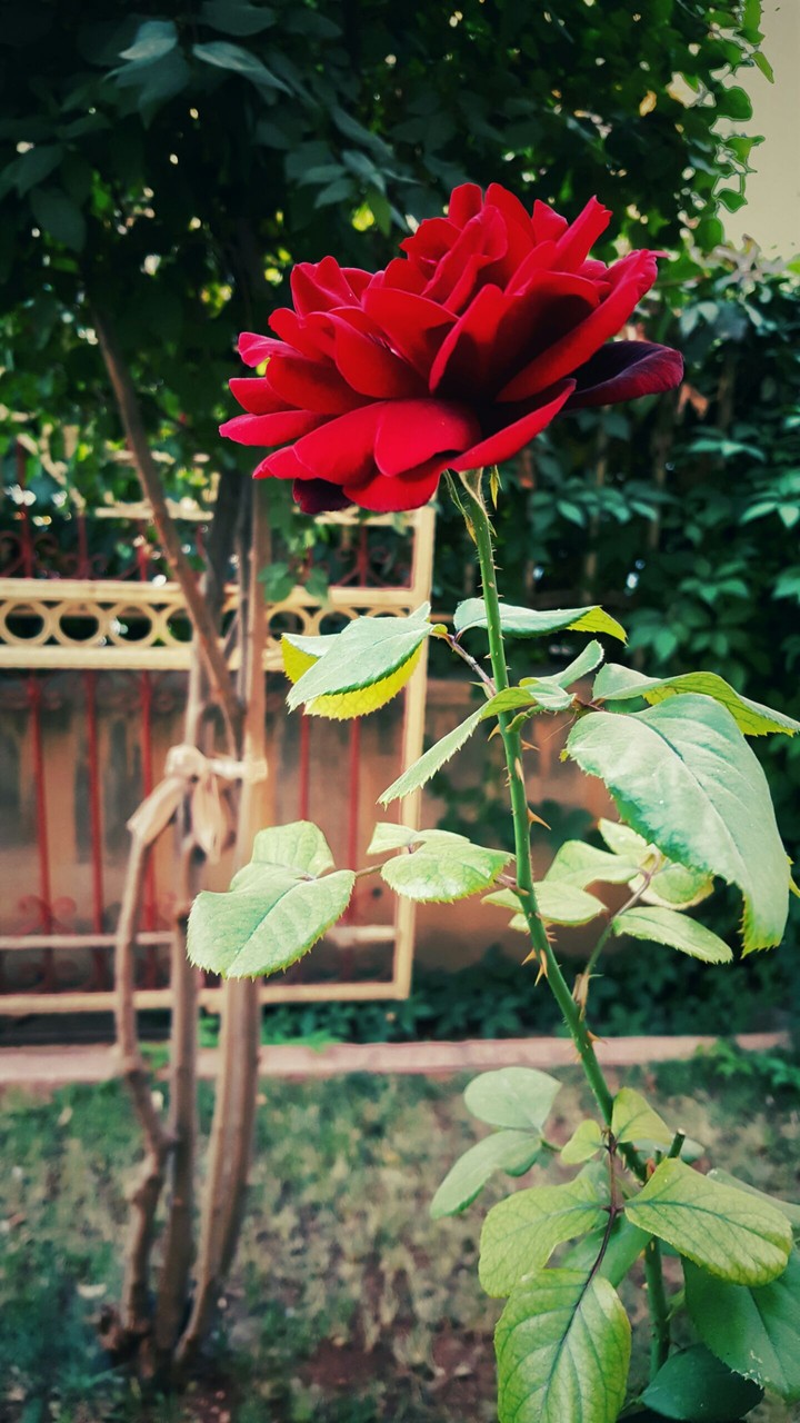 Rose in Turkey
