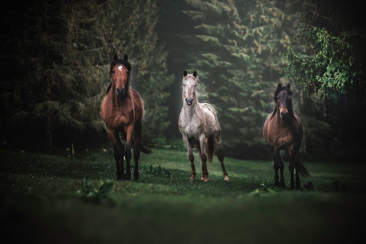 Mystical horses