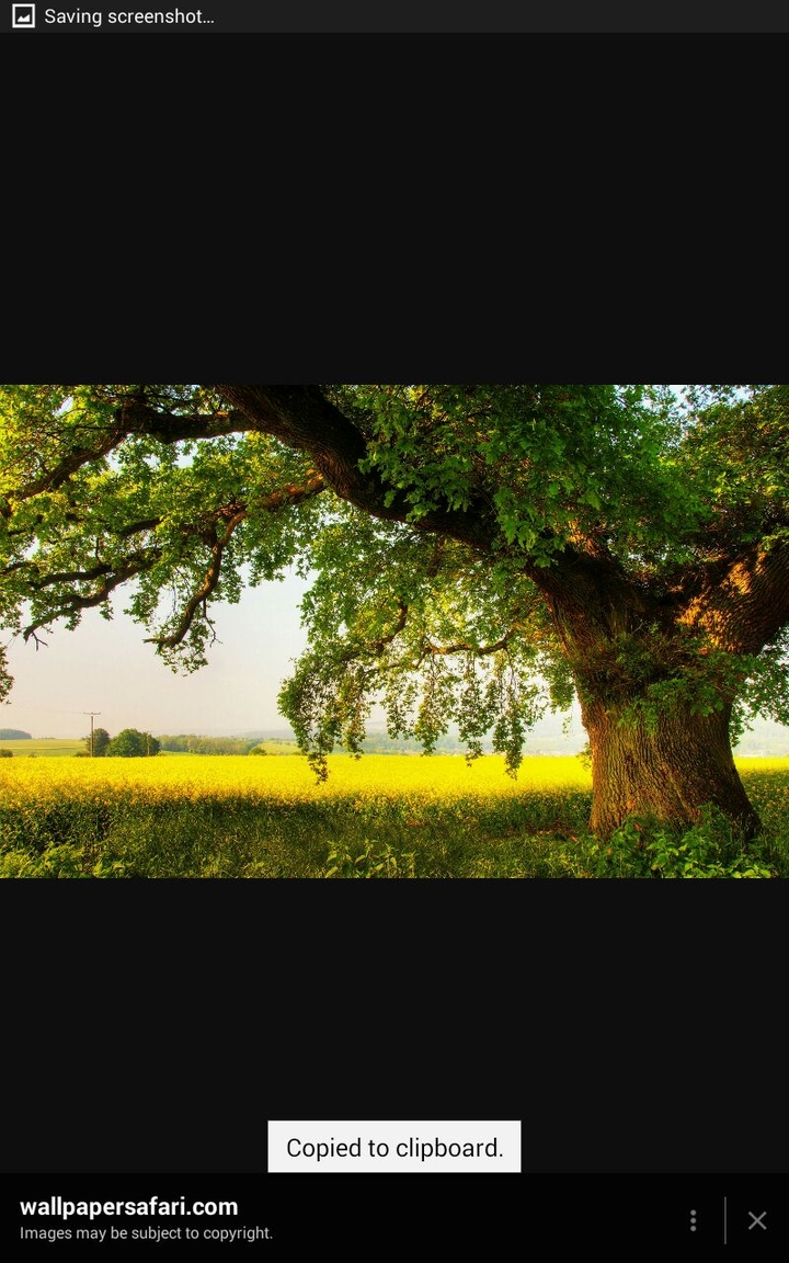 tree
