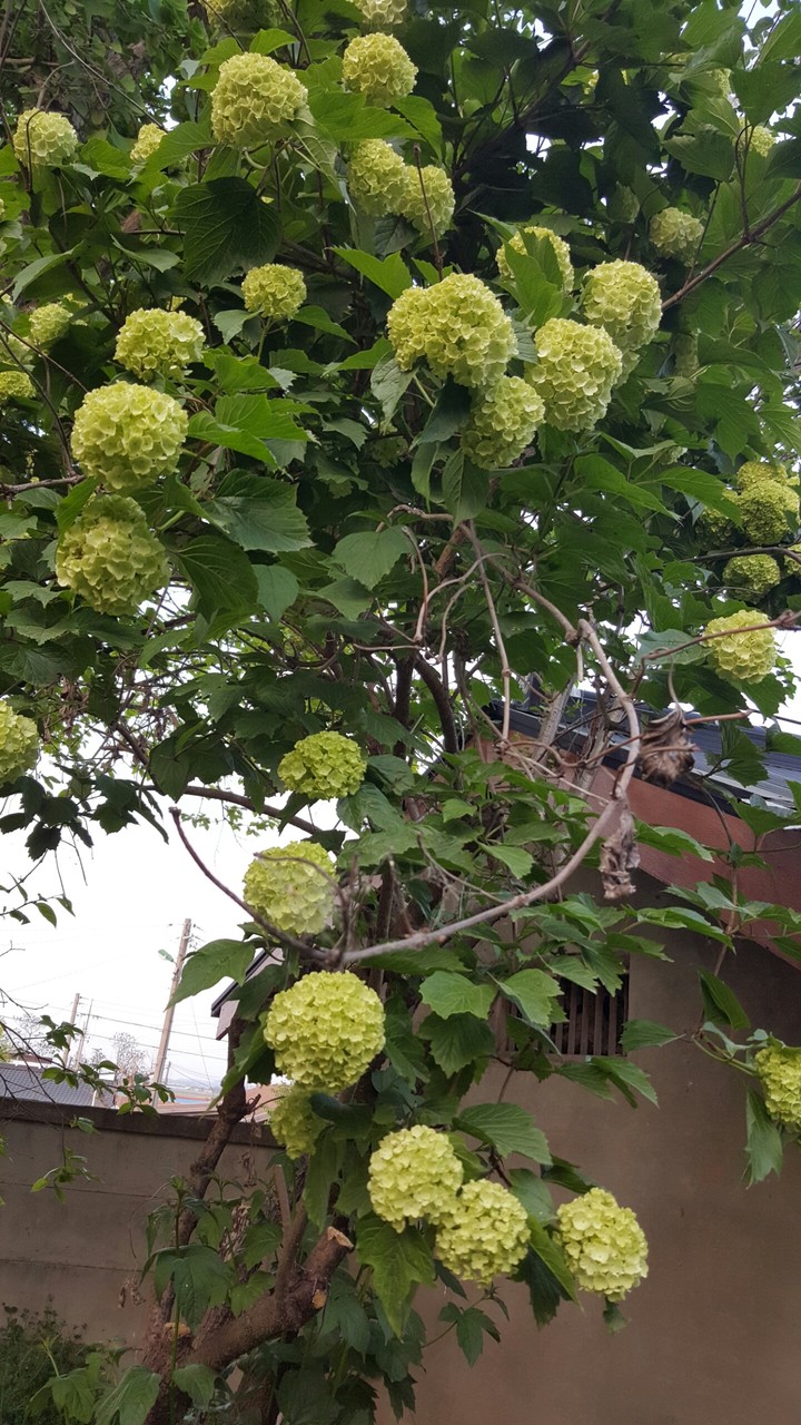 수국