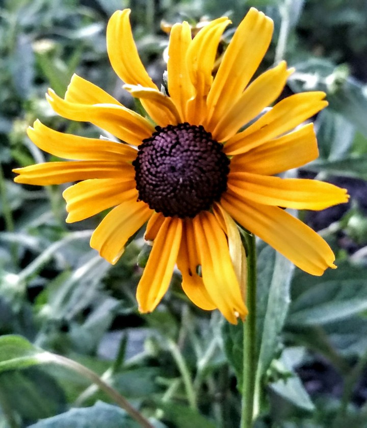 daisy