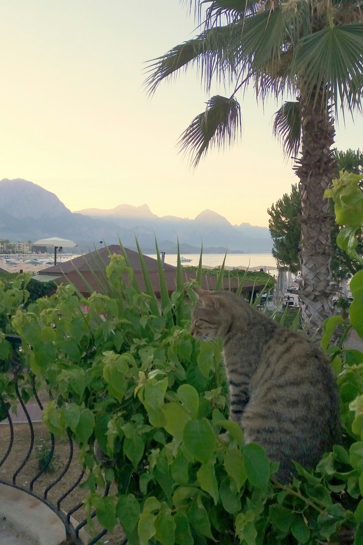 Просто турецький котик / just a Turkish cat