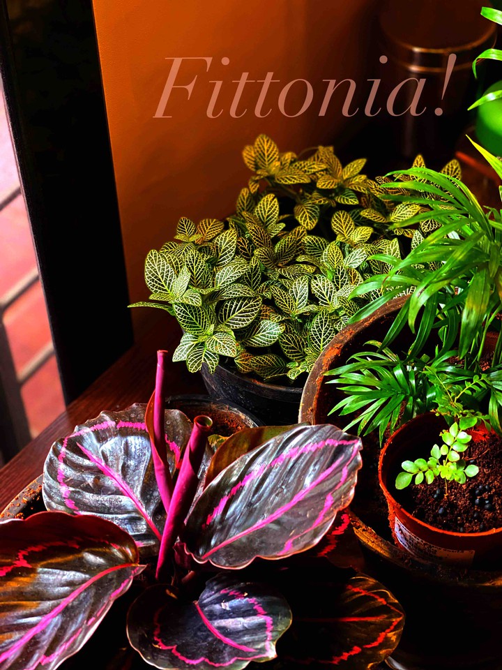 Fittonia White nerve