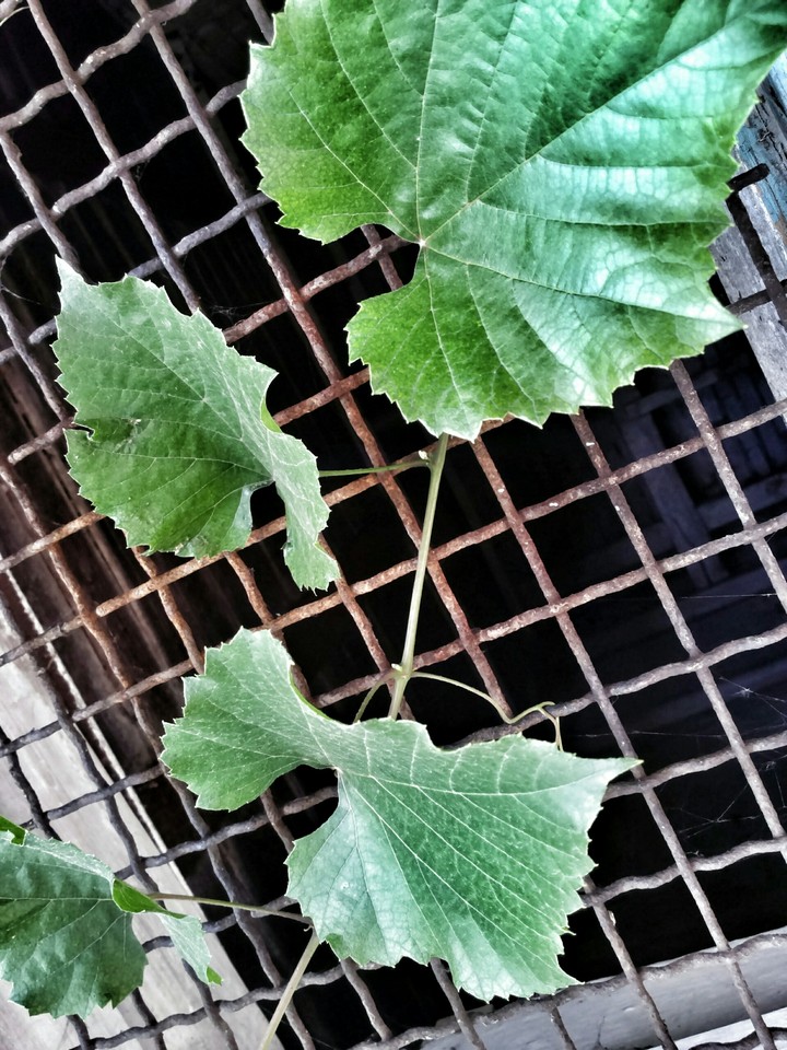 Green leaf