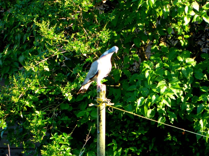 Majestic Pigeon