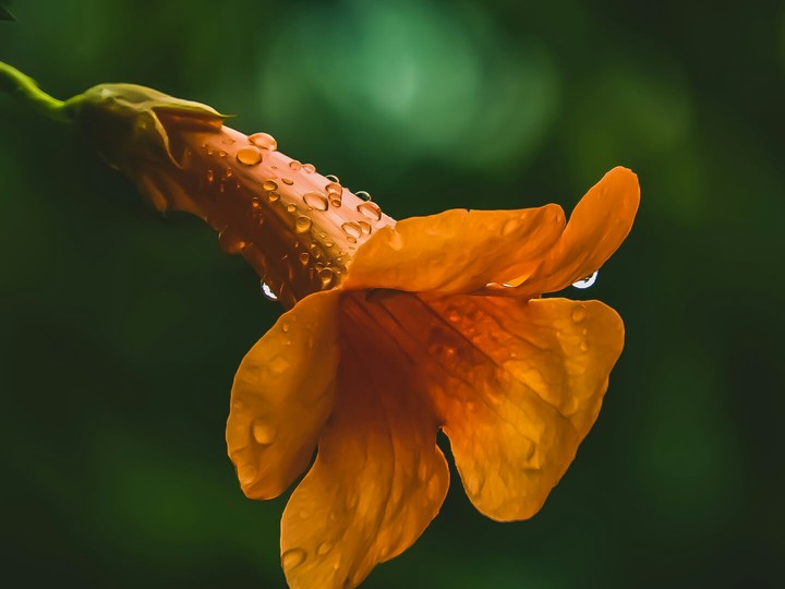 flower