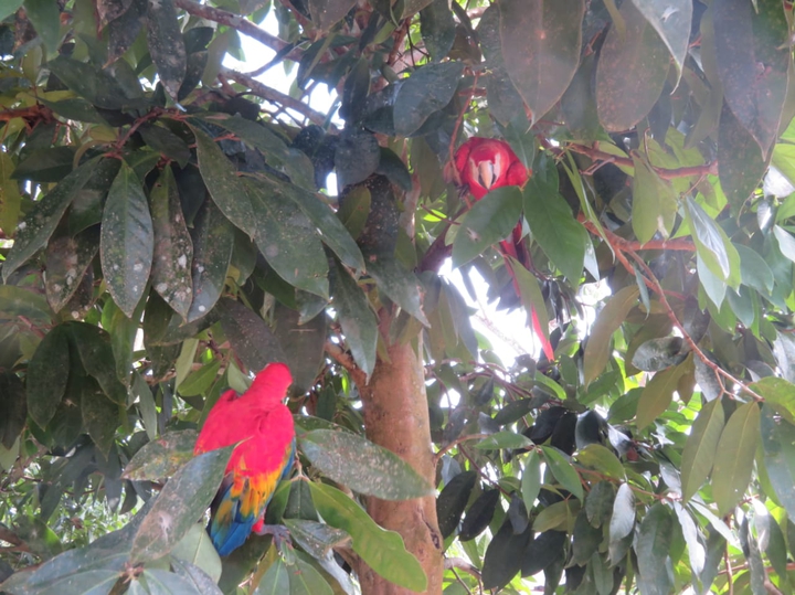 amazonas Colombia