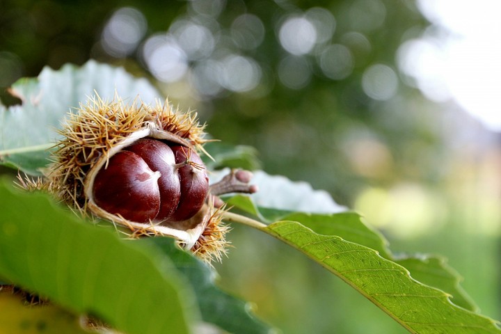 f