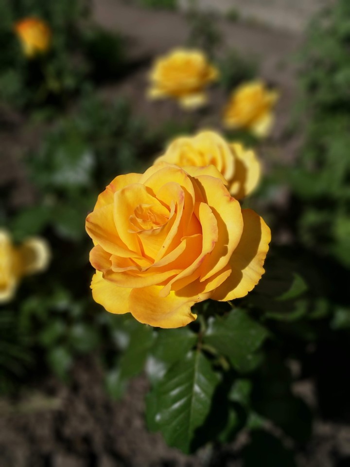 Yellow rose