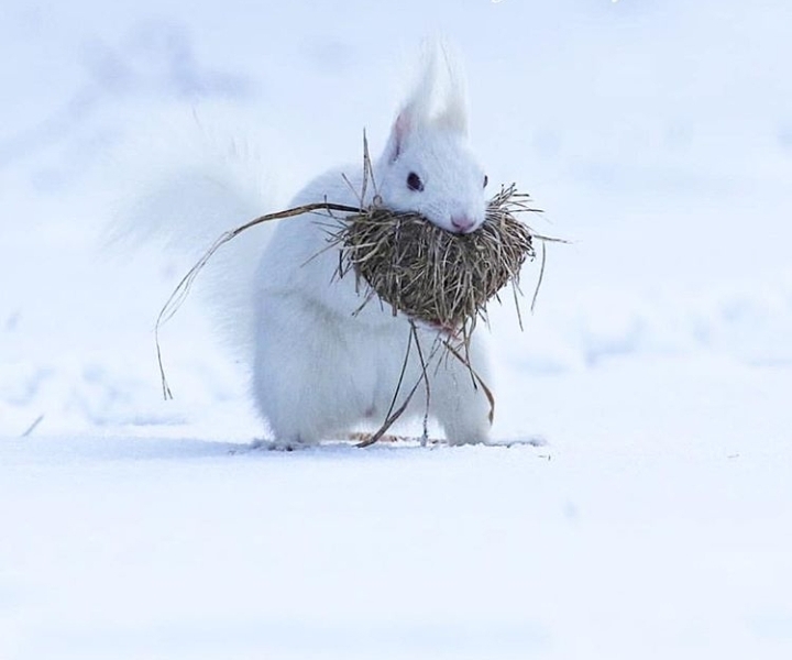 Snow Rabbit