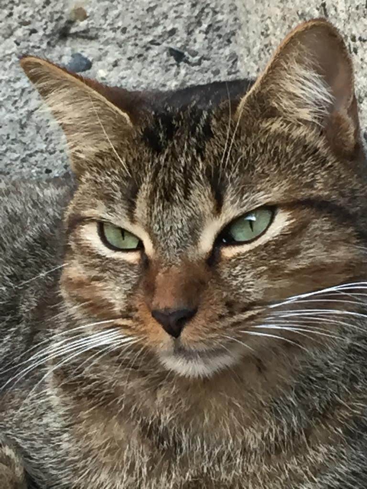 luna belleza