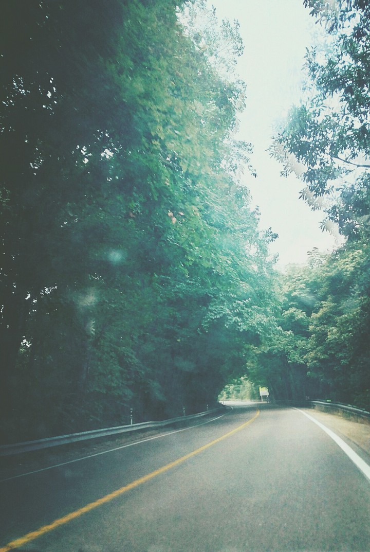jungle