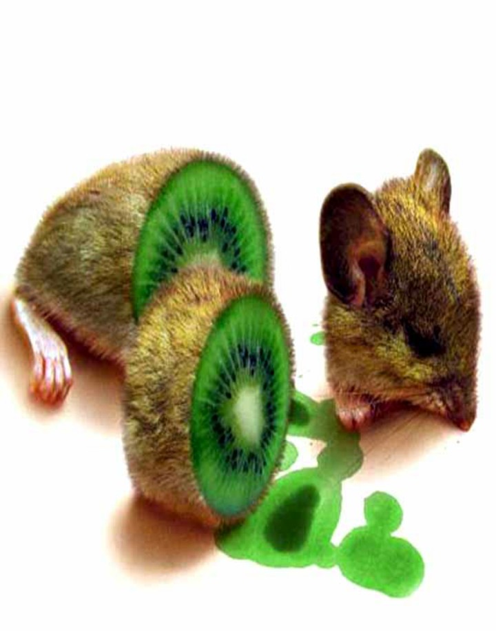 Mice