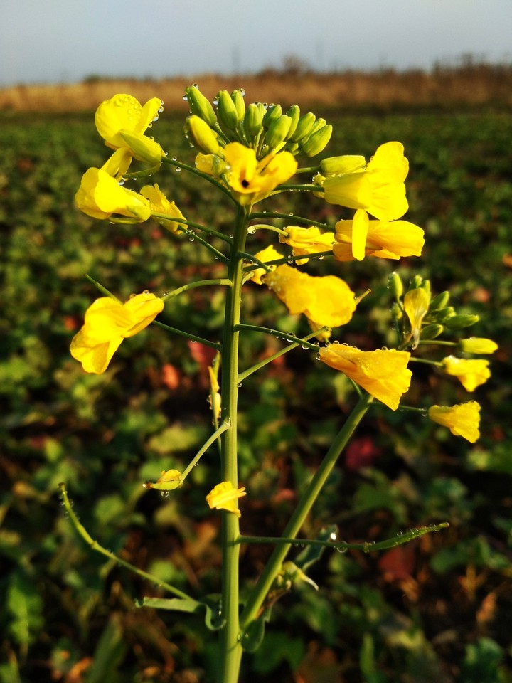Yellow flover