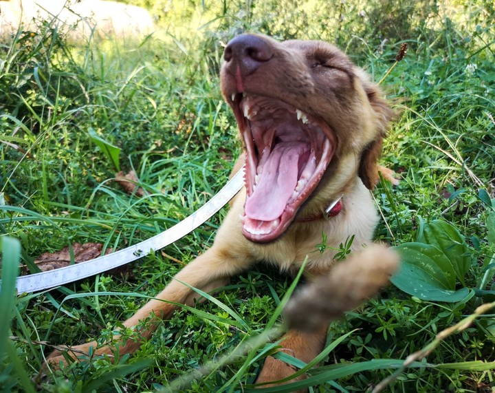 dog