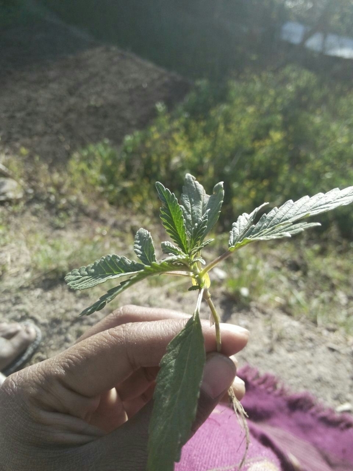 Marijuana