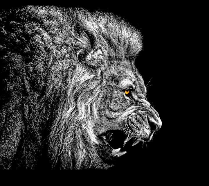 lionmagical2