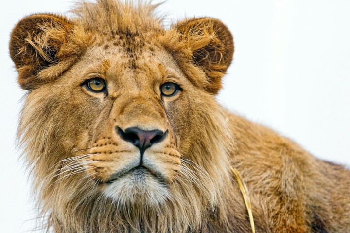 King love