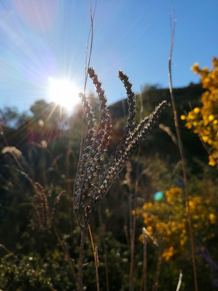 sunshine